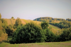 wid-3