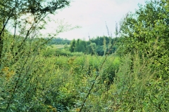 wid-4