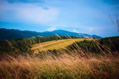 widok-d